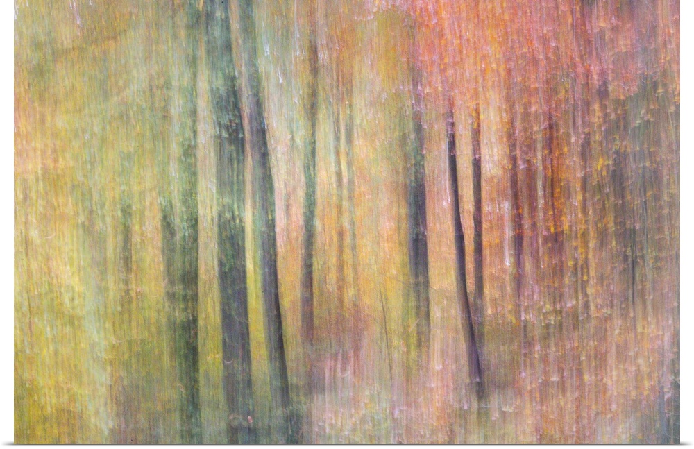 Dreamy abstract photograph of woods with a soft, colorful overlay.