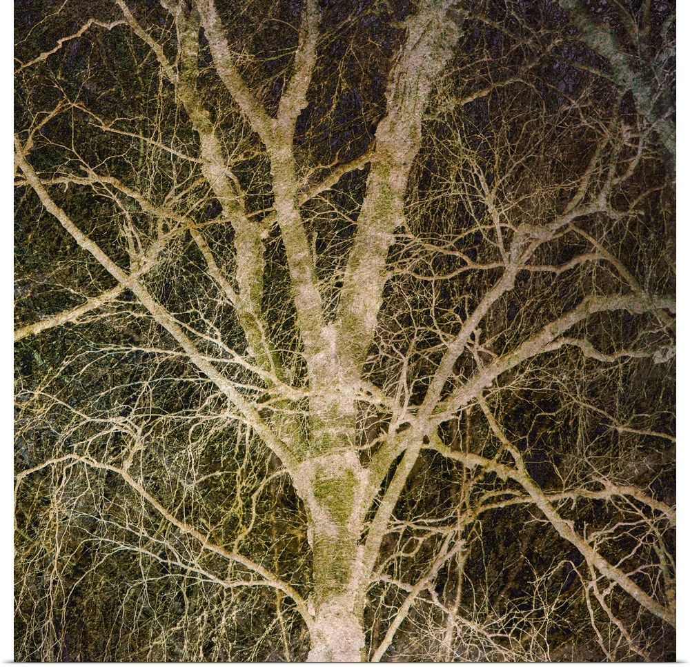 Square photograph of a tree with a lot of branches with a manipulated gold overlay and a dark background.