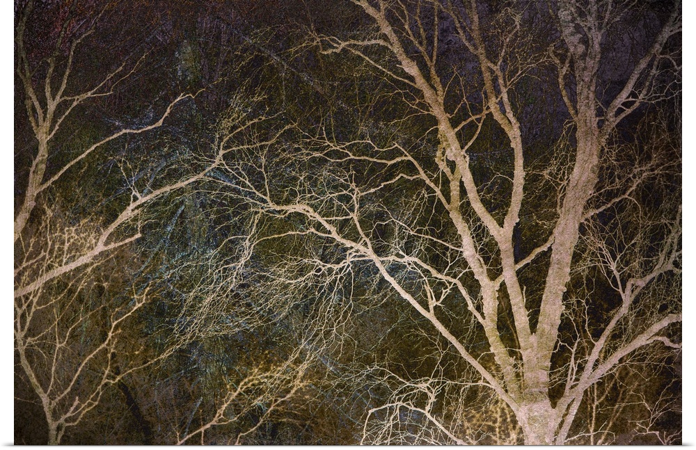 Photograph of trees, highlighting all of the thin, long branches with blue and purple tones.