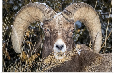 Wyoming, Yellowstone National Park, Bighorn Sheep