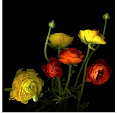 Yellow and red ranunculus