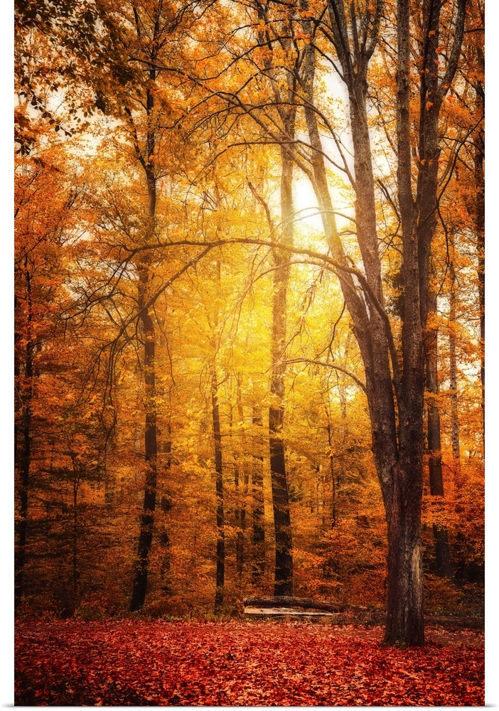 The sun passes through a forest in autumn