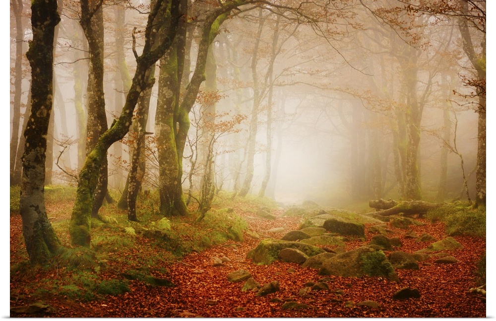 A foggy forest covered in red fallen leaves and mossy green rocks.