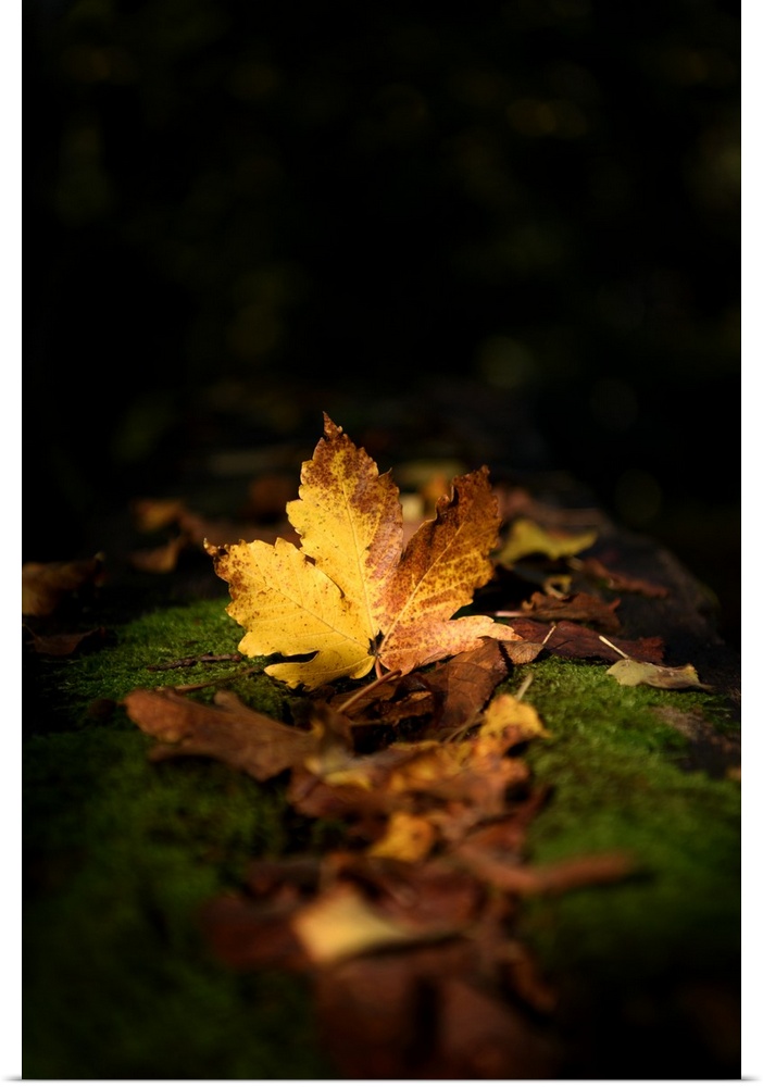 A golden leaf on the ground among moss appearing to glow in the dark.