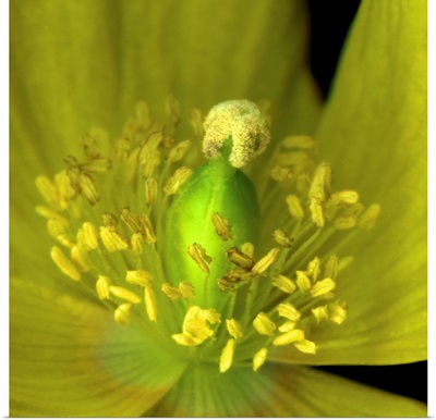 Yellow poppy close-up