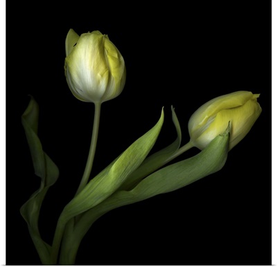 Yellow Tulips II
