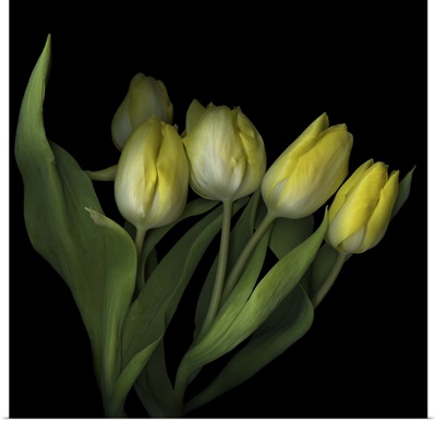 Yellow Tulips III