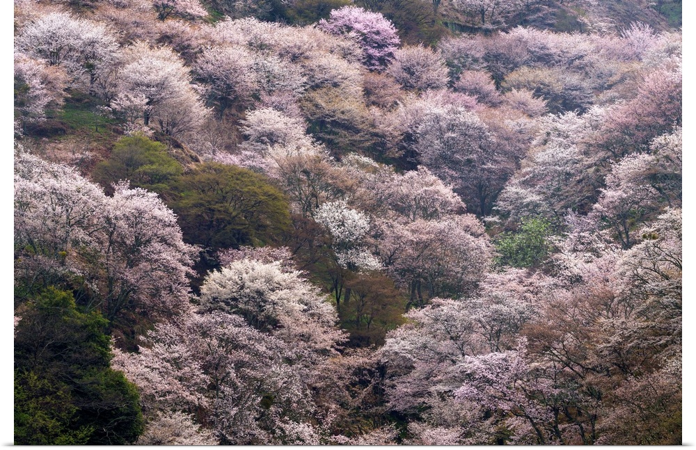 Fine art photograph of blossoming pink cherry trees in Yoshino, Japan.