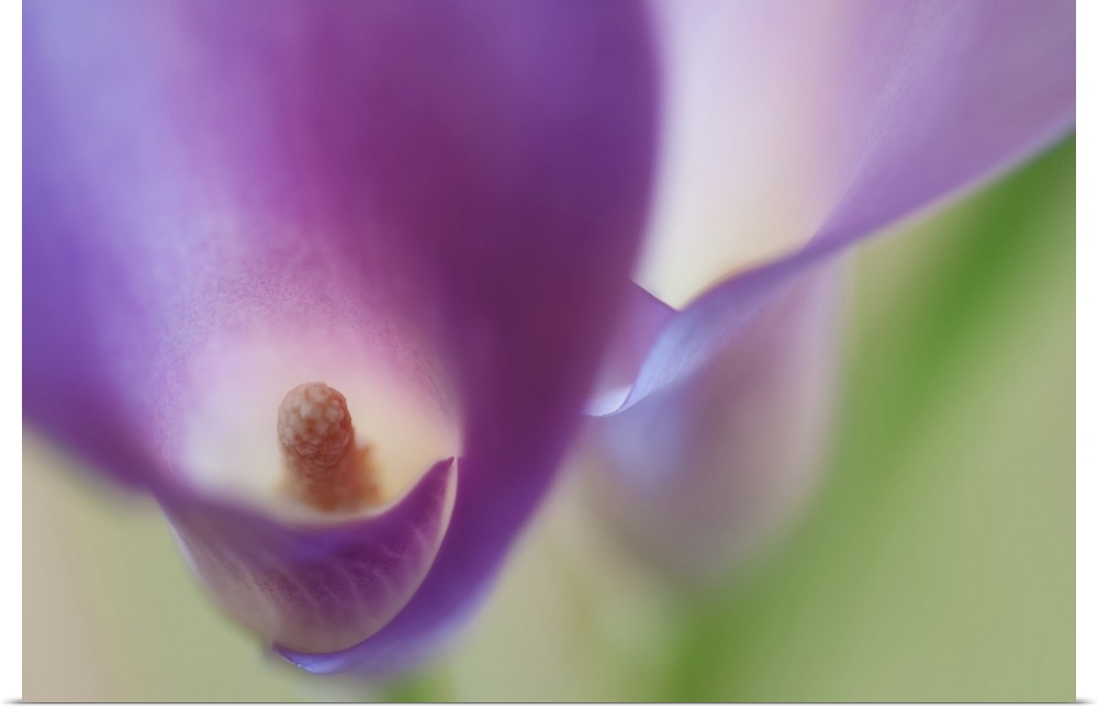 A macro photograph of a purple flower looking inside the center.