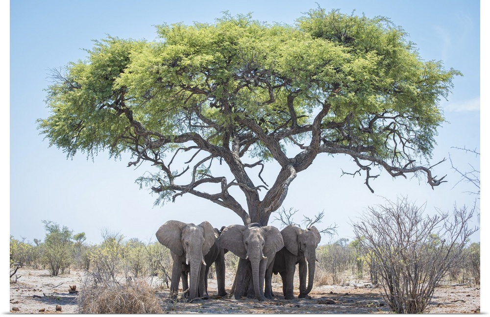 Young male elephants keep cool in the shade of a tree.