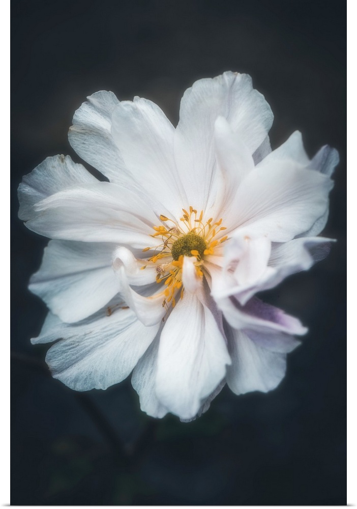 Close up of a delicate white flower on a black background