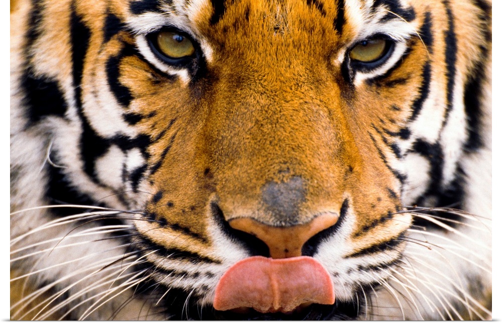The largest of the big cats, a tiger licks its chops in this close up photograph of its face.
