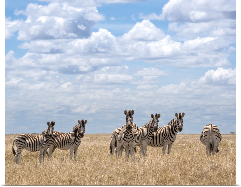Zebra herd in the long dry summer grass at Makgadikgadi Pans.
