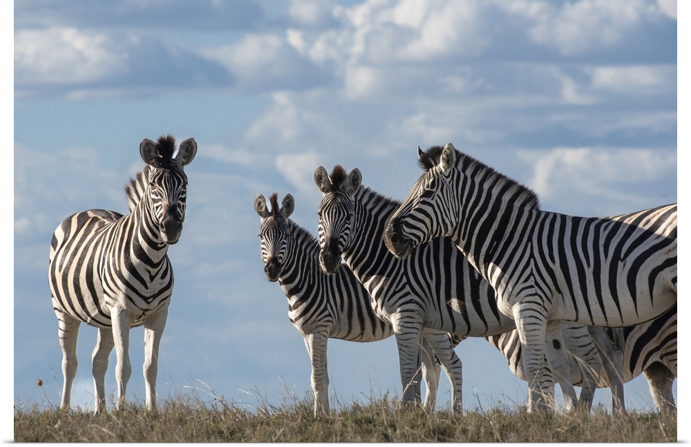 Low angle view of a group of zebra with the clouds behind them.