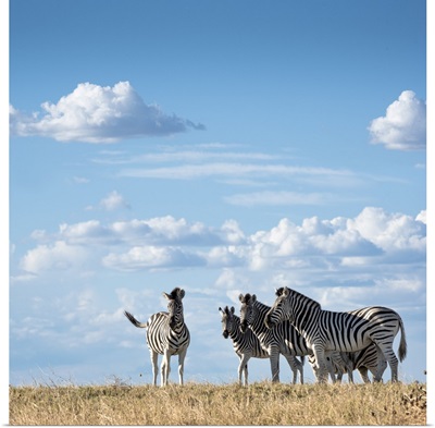 Zebra In The Grasslands