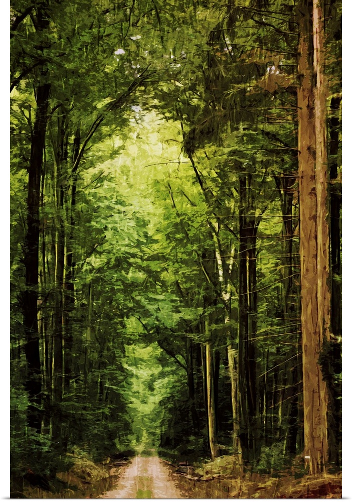 Fine art photo of a path through a forest of very tall trees.