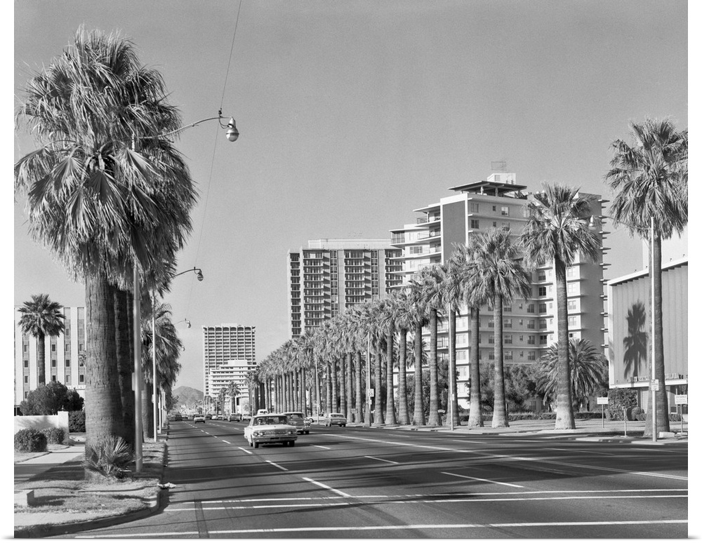 1960's Rows Of Palm Trees Central Avenue Phoenix Az USA.
