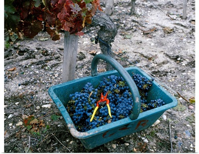 A basket full of grapes in a vineyard