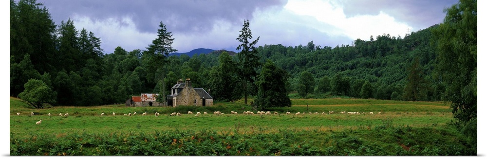 Abandoned Farmhouse with Sheep Glen Strathfarrar Highlands Scotland