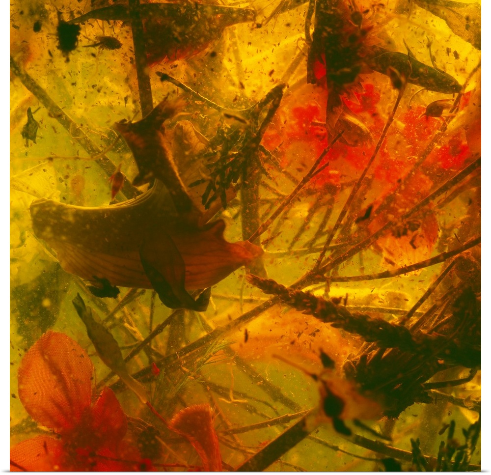 Square image printed on canvas of an abstract representation of vegetation.