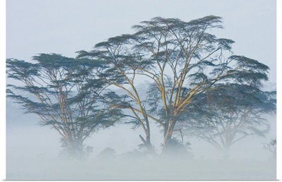 Acacia Trees covered by mist, Lake Nakuru, Kenya