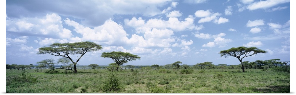 Acacia Trees Lake Ndutu Tanzania Africa