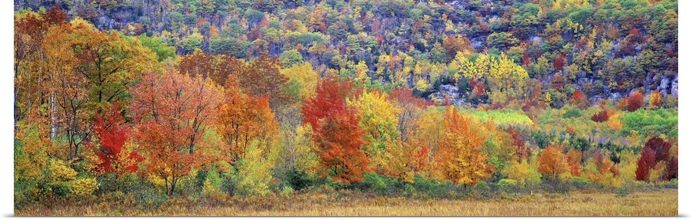 Multicolored forest in autumn in Maine, showcasing the variation of colors of fall leaves found in New England.