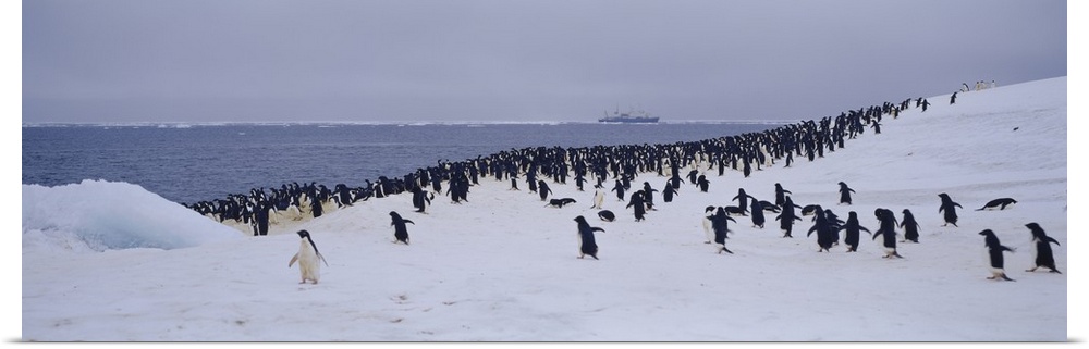 Adelie Penguin Colony Possession Island Antarctica