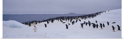 Adelie Penguin Colony Possession Island Antarctica
