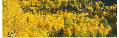Aerial view of aspen trees in a forest, southern Colorado