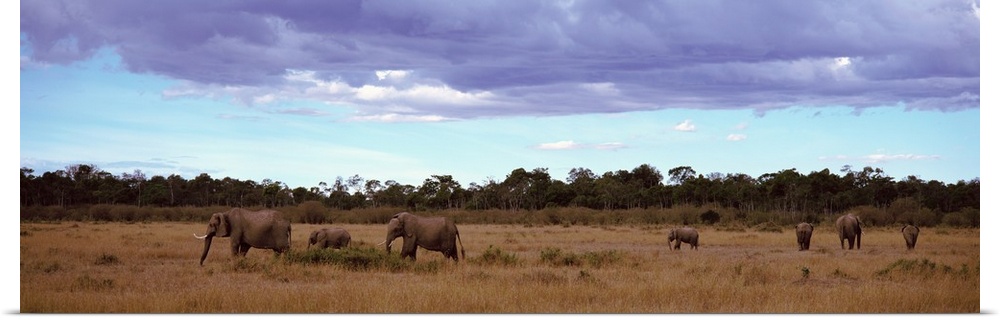 Africa, Kenya, Masai Mara National Reserve, Elephants in national park
