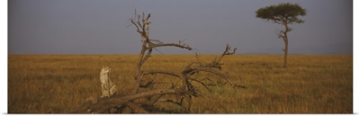 African cheetah (Acinonyx jubatus jubatus) sitting on a fallen tree, Masai Mara National Reserve, Kenya