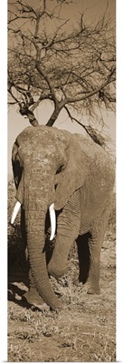 African Elephant Samburu Kenya