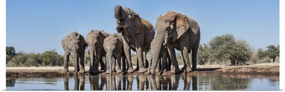 African Elephants at waterhole, Mashatu Game Reserve, Botswana