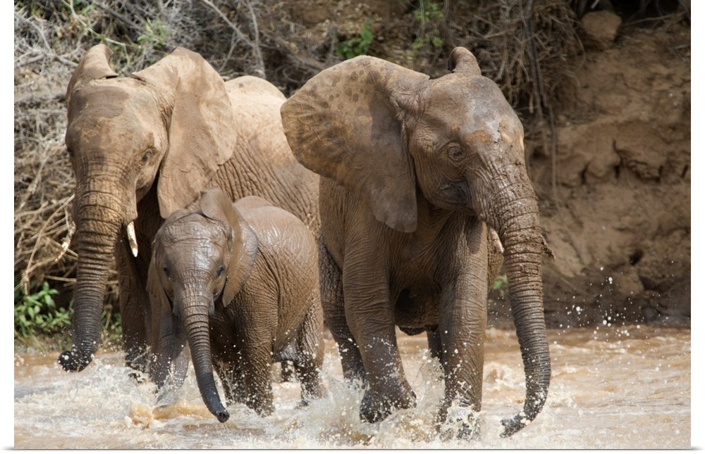 Wall docor of three elephants having fun and splashing in water in African.