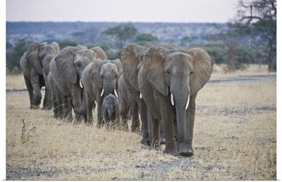 African elephants (Loxodonta africana) walking in line, Tanzania