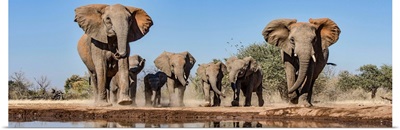 African Elephants running to waterhole, Mashatu Game Reserve, Botswana