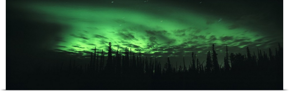 Giant, panoramic photograph of the northern lights in Fairbanks, Alaska, over the silhouettes of trees in the foreground.