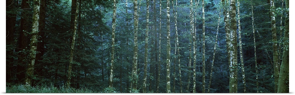 Alders among the redwoods, Mendocino County, California, USA