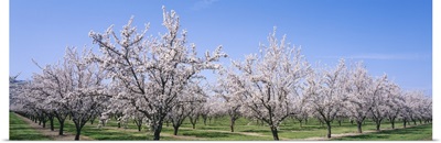 Almond Tree Orchard CA