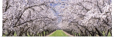 Almond Tree Orchard nr Winters CA