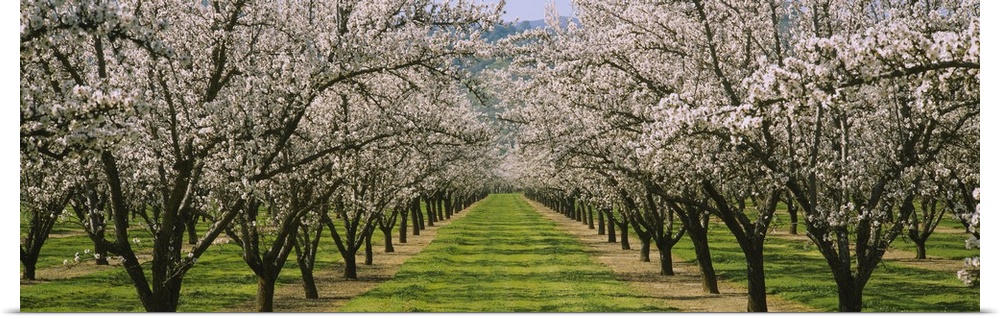 Almond Tree Orchard nr Winters CA