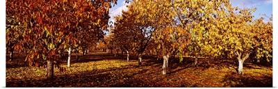 Almond Trees during autumn in an orchard, California