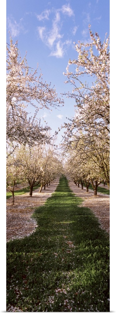This is a vertical photograph of flowering trees in rows in this nature photograph.