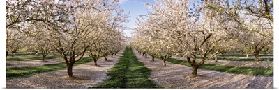 Almond trees in an orchard, Central Valley, California,