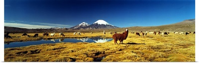 Alpacas & Llamas Andes Chile