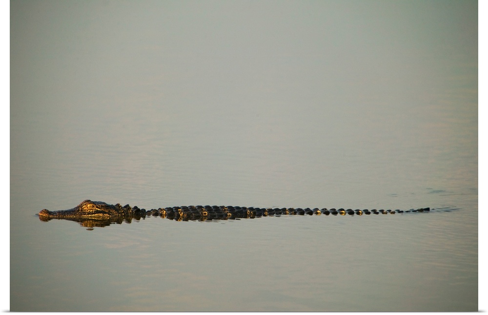 American alligator (Alligator mississippiensis) on smooth water, profile, South Carolina