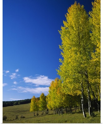 American Aspen (Populus tremuloides) trees in a forest, Escudilla Wilderness, Apache-Sitgreaves National Forest, Arizona