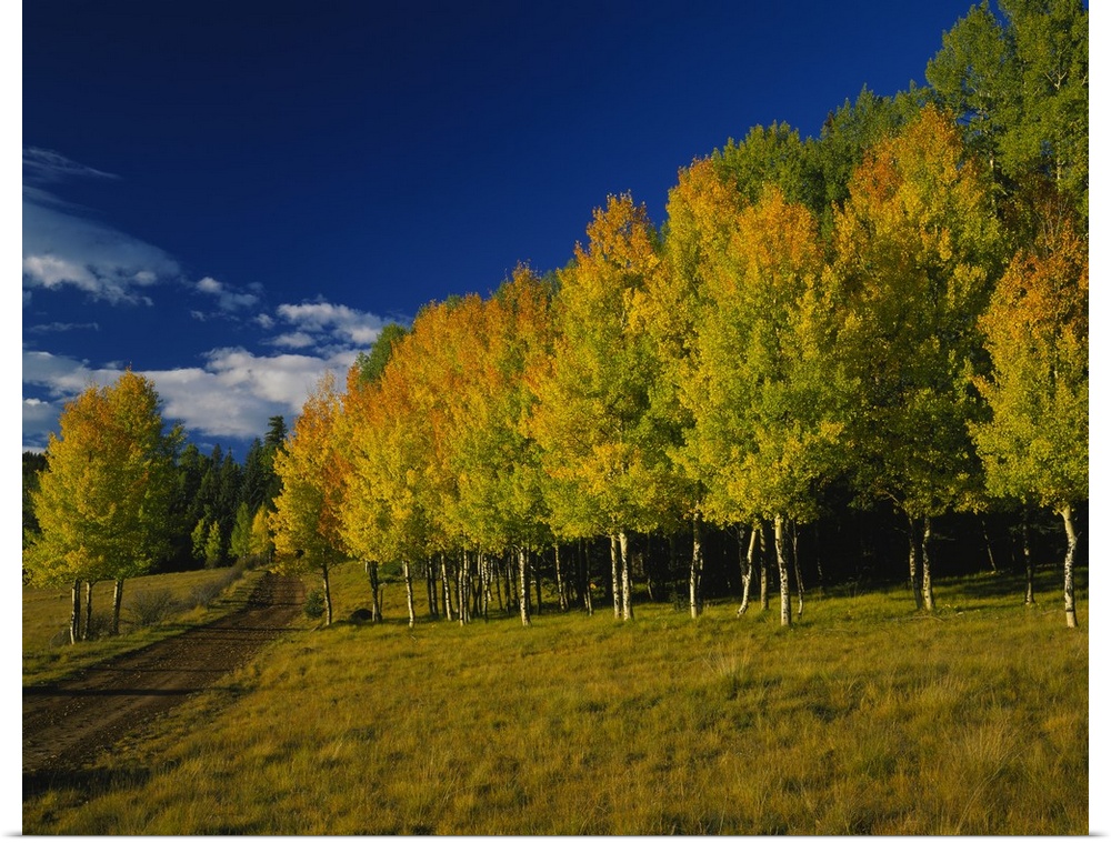 Large, landscape photograph of a dirt road alongside a forest of autumn colored aspen trees, beneath a vibrant blue sky, i...