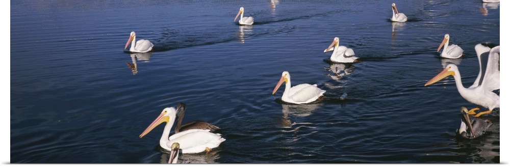 American White pelicans Pelecanus erythrorhynchos in a lake Florida